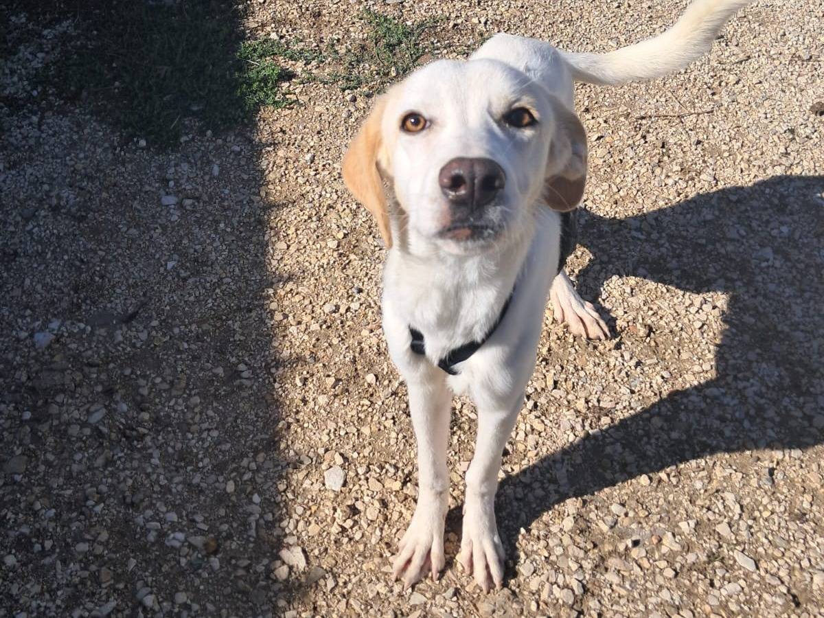 Adozione cane, femmina, Razza sconosciuta Razza sconosciuta, 2 anni e 4 mesi, taglia media, Treviso