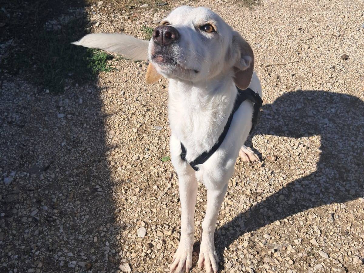 Adotta un cane, femmina, 2 anni e 4 mesi, Treviso