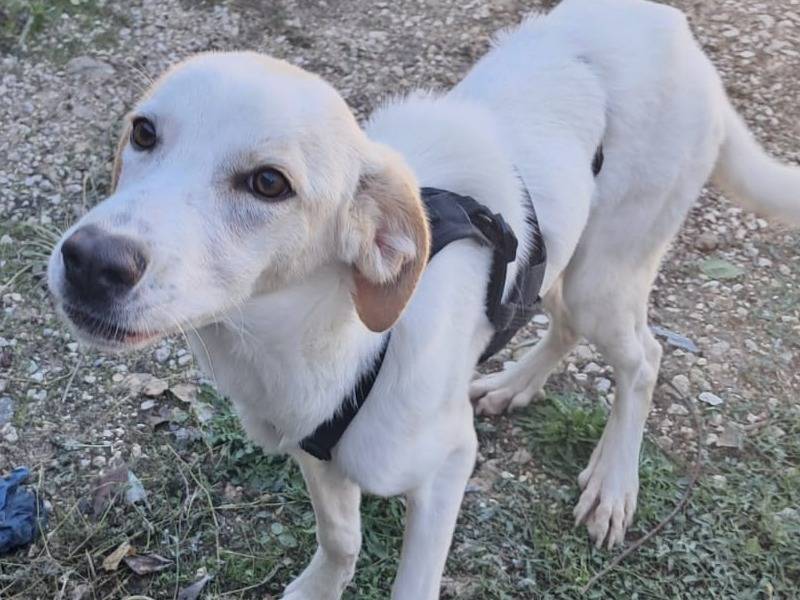 Adotta un cane, taglia media, femmina, Treviso