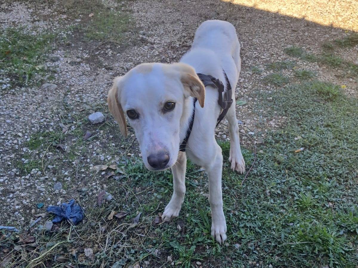 Vuoi adottare un cane a Treviso?