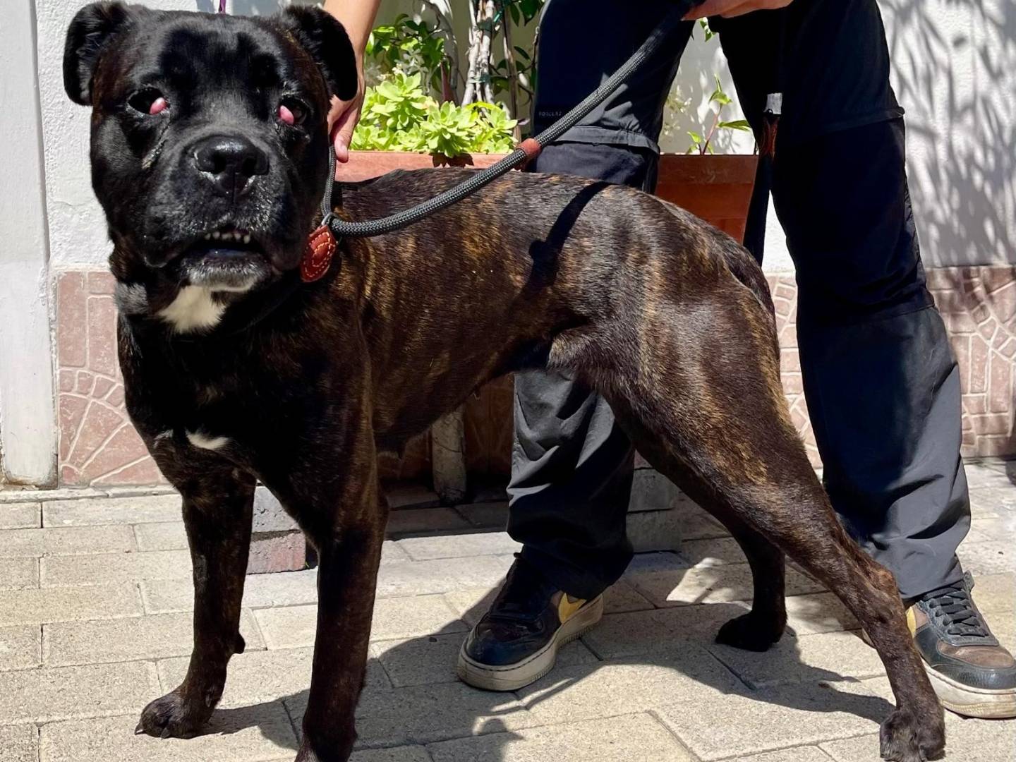 Adozione cane, femmina, Razza sconosciuta Razza sconosciuta, 1 anno e 9 mesi, taglia media, Milano