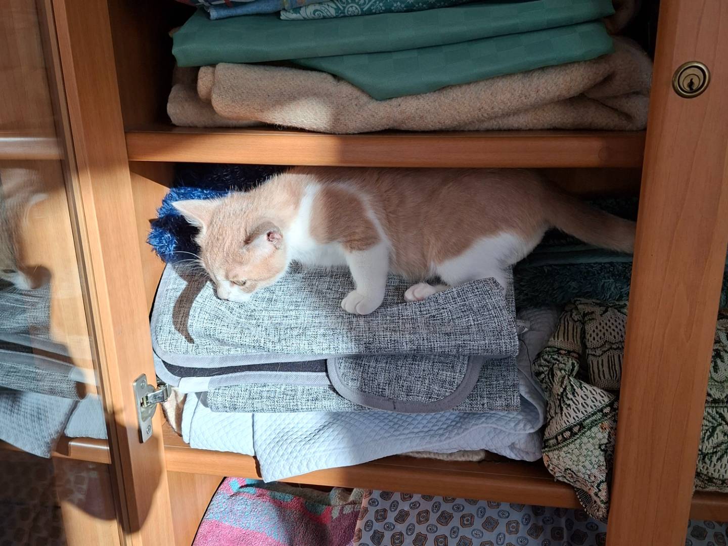 Vuoi adottare un gatto a Viterbo?