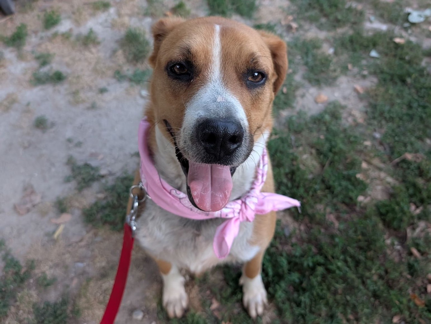 Adozione cane, femmina, Razza sconosciuta Razza sconosciuta, 4 anni e 4 mesi, taglia media, Milano