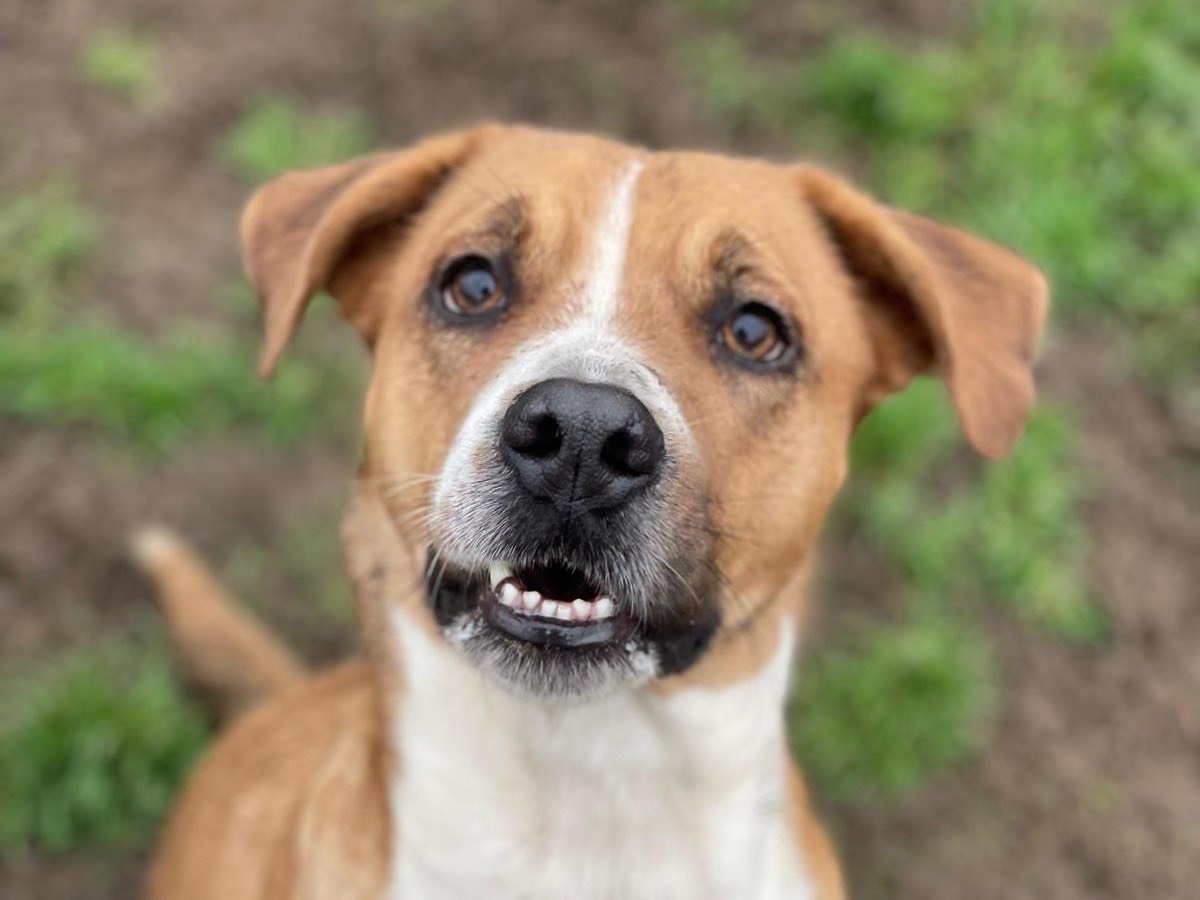 Adotta un cane, taglia media, femmina, Milano