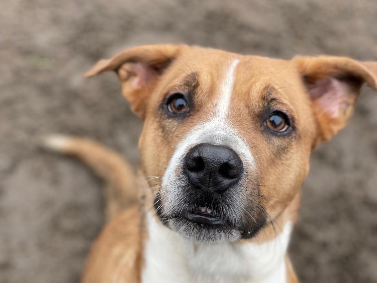 Vuoi adottare un cane a Milano?