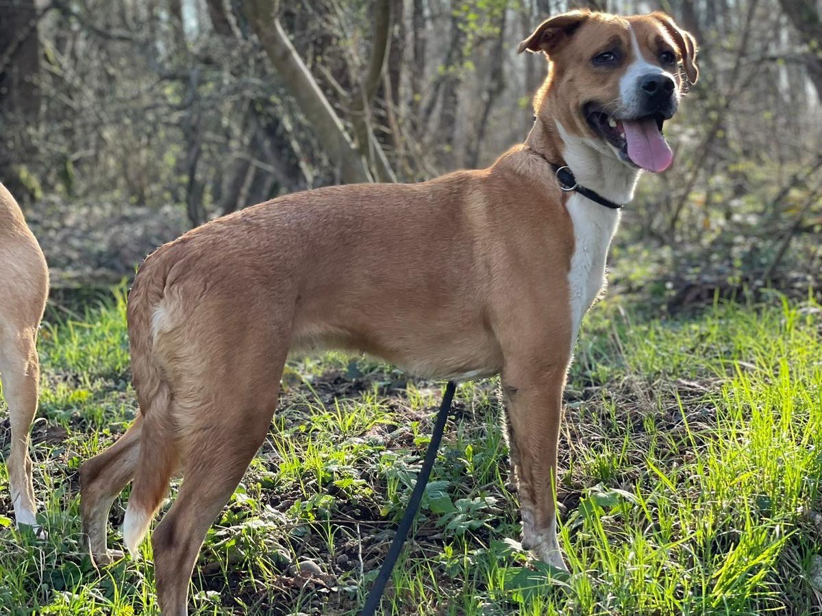 Adotta il cane Puma a Milano