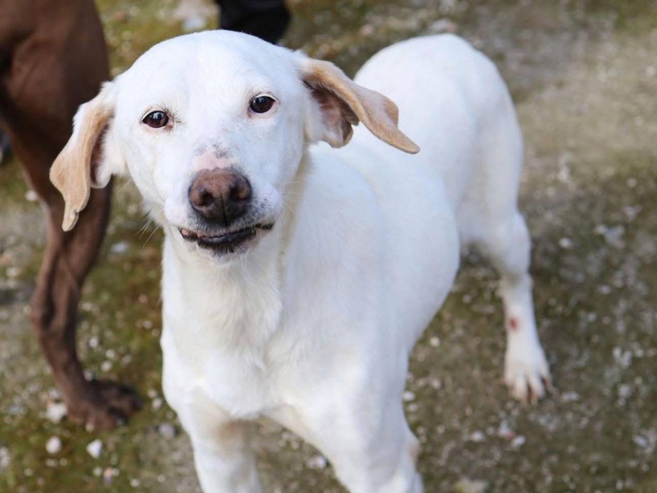 Adozione cane, maschio, Razza sconosciuta Razza sconosciuta, 13 anni, taglia media, Napoli