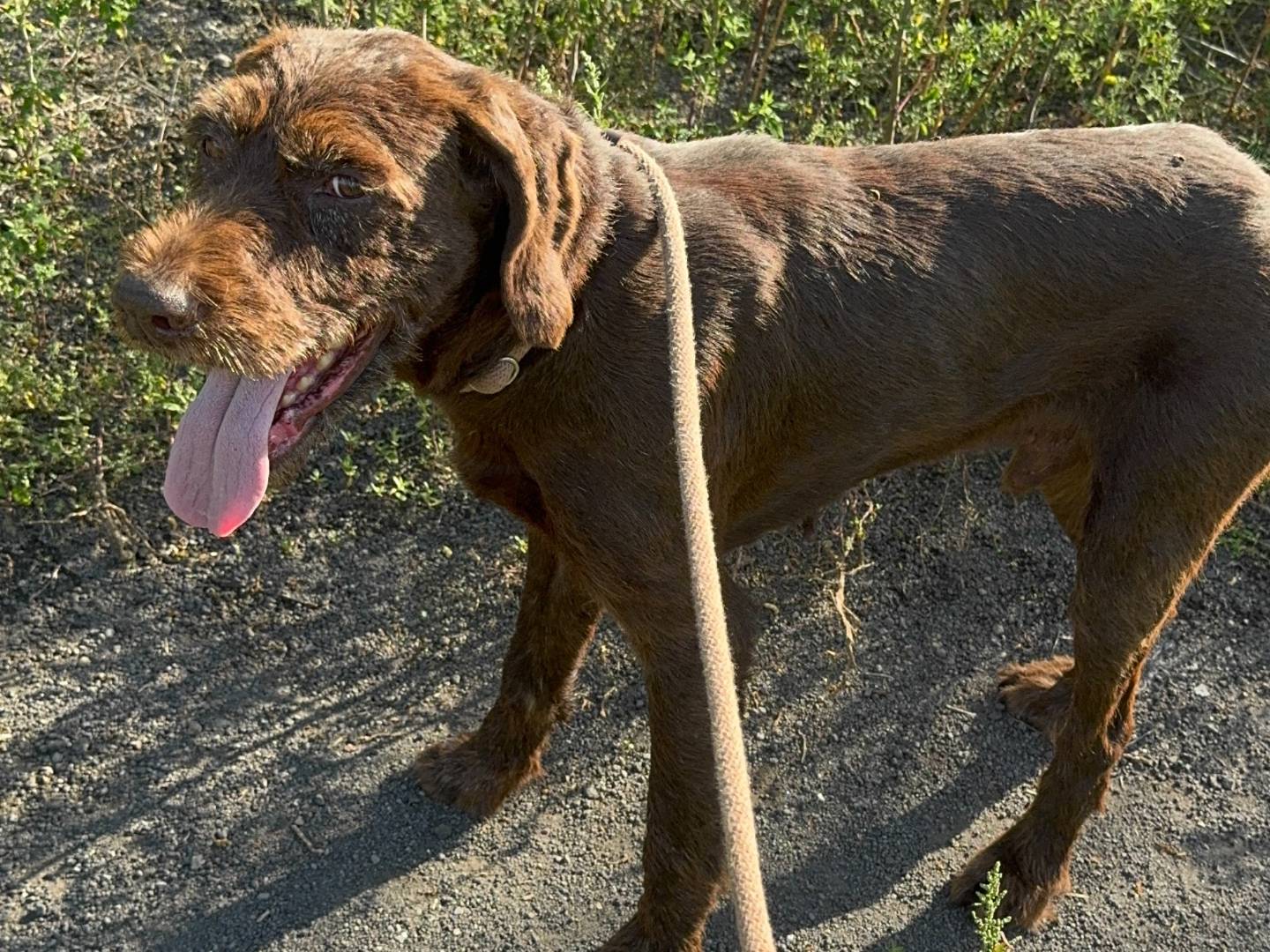 Adozione cane, maschio, Drahtaar Razza sconosciuta, 8 anni, taglia grande, Napoli