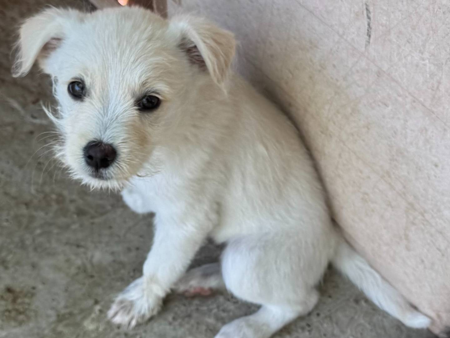 Adozione cane, femmina, Razza sconosciuta Razza sconosciuta, 3 mesi, taglia piccola, Napoli