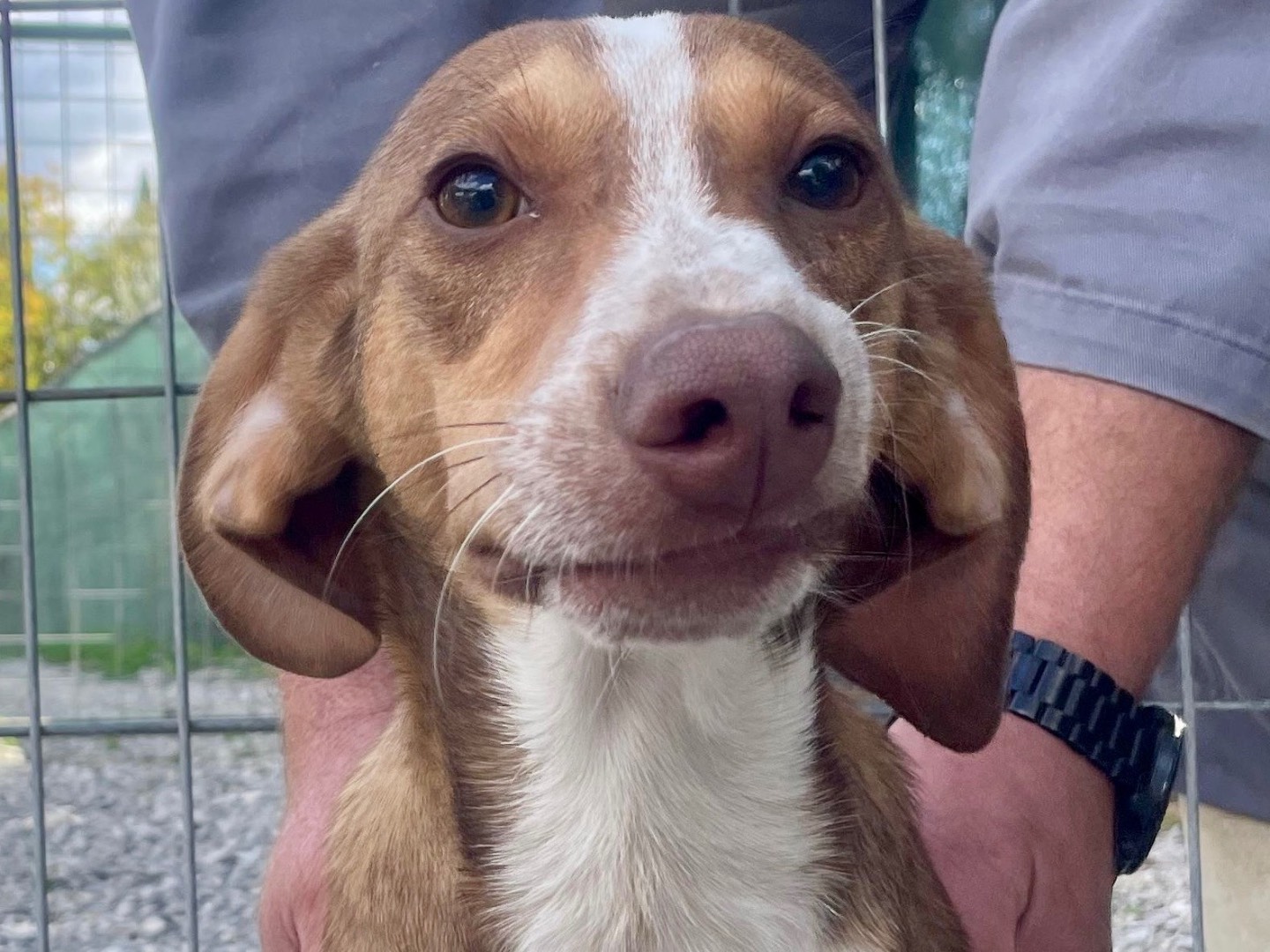 Adozione cane, maschio, Segugio Razza sconosciuta, 7 mesi, taglia media contenuta, Salerno