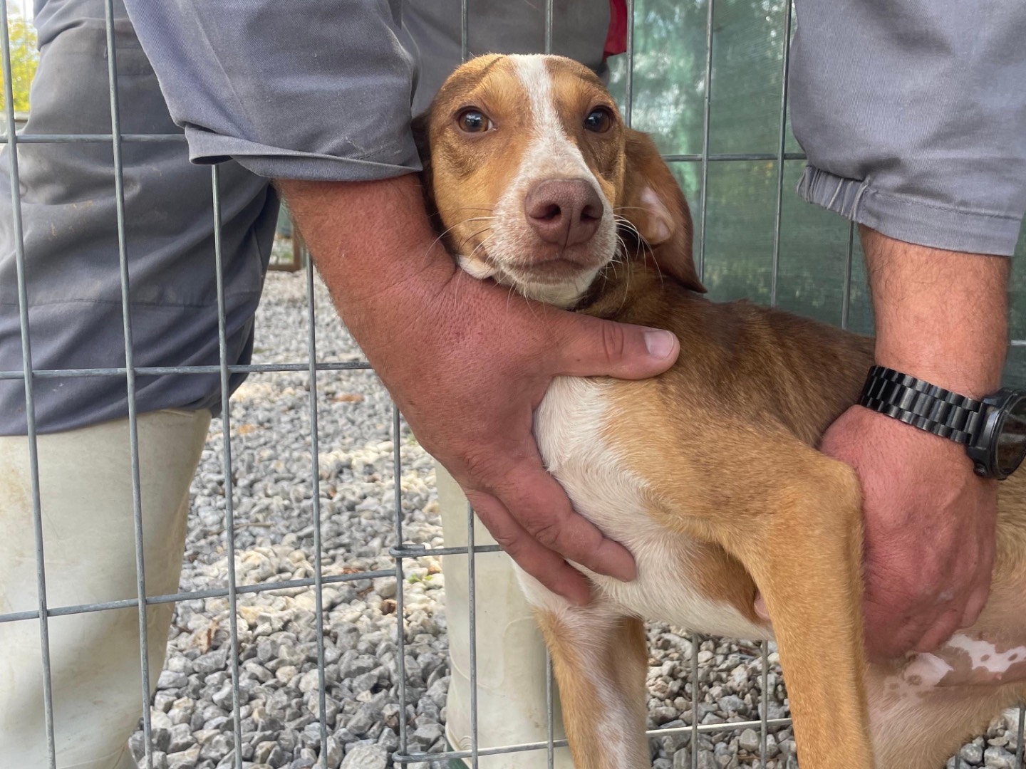 Adotta un cane, maschio, 7 mesi, Salerno