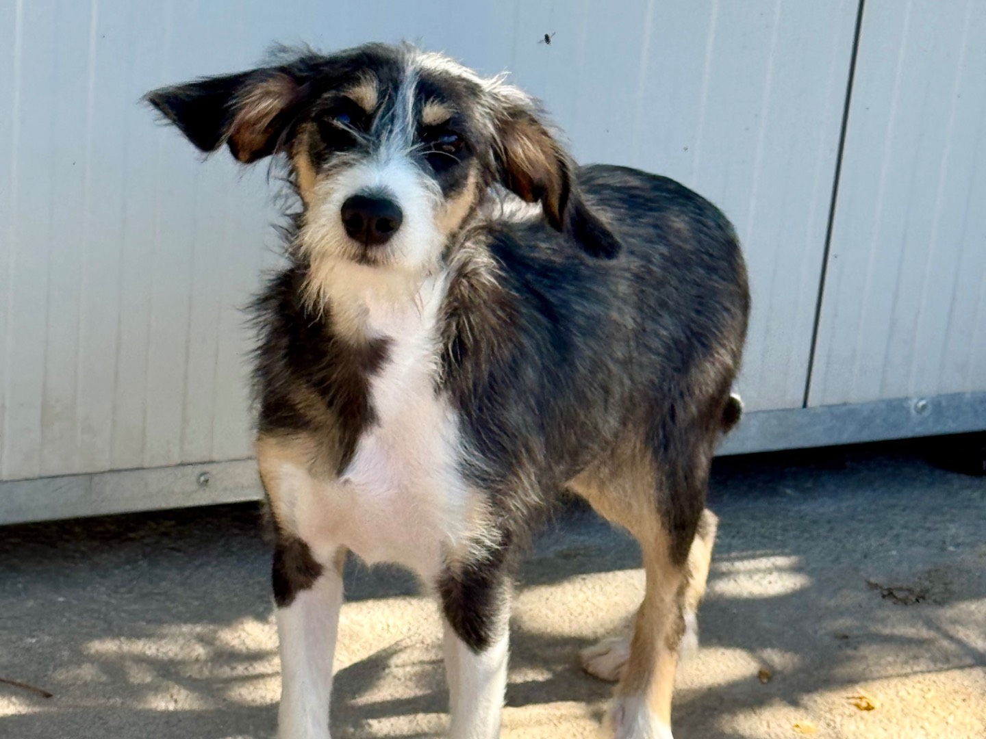 Adozione cane, maschio, Segugio Razza sconosciuta, 7 mesi, taglia media contenuta, Salerno