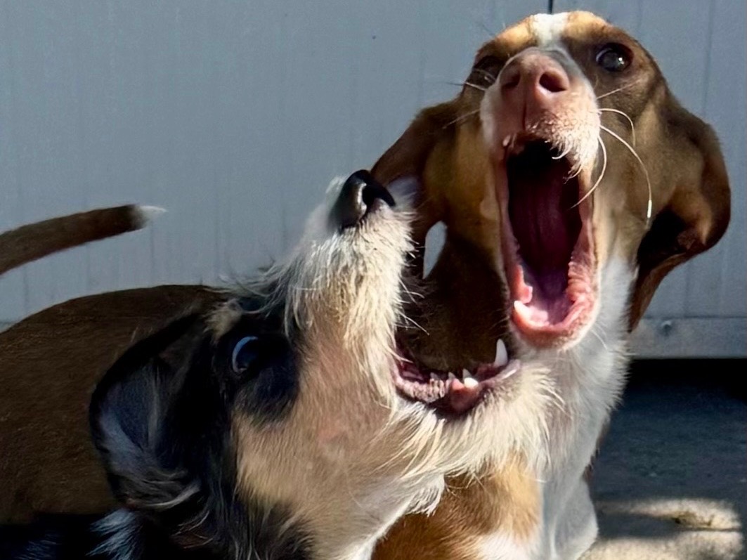 Adotta un cane, maschio, 7 mesi, Salerno