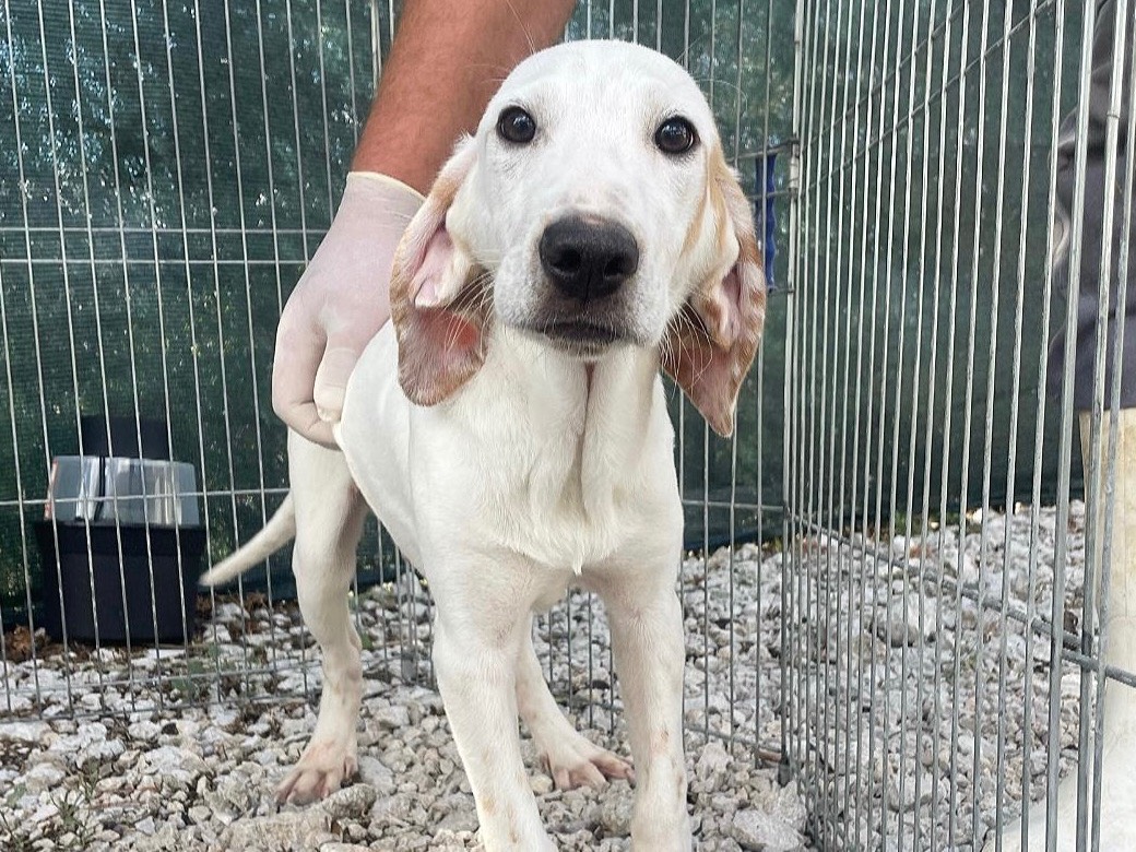 Adozione cane, maschio, Segugio Razza sconosciuta, 7 mesi, taglia media, Salerno