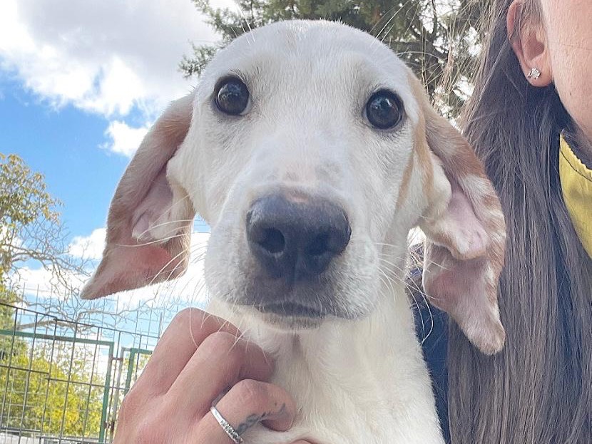 Adotta un cane, maschio, 7 mesi, Salerno