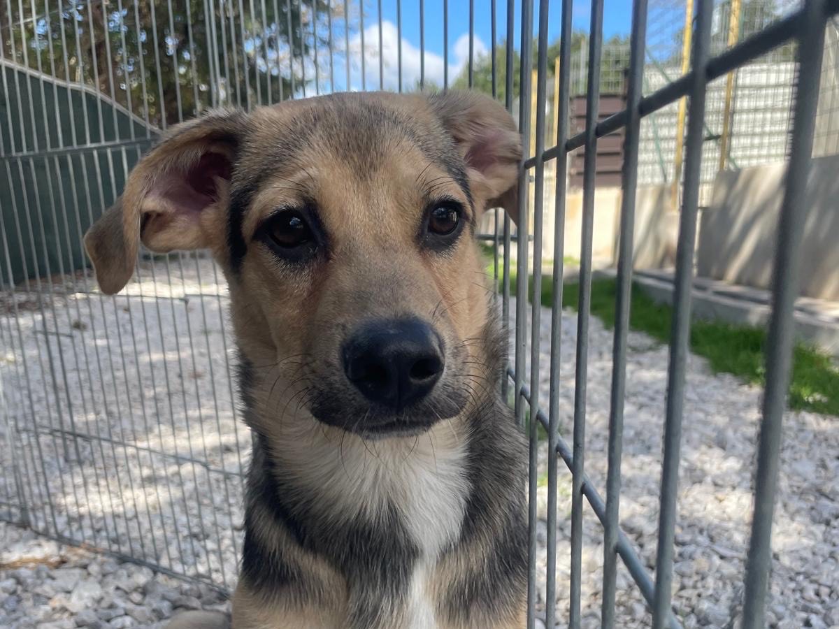 Adozione cane, maschio, Razza sconosciuta Razza sconosciuta, 7 mesi, taglia media, Salerno