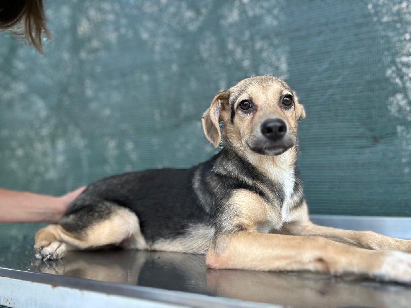 Adotta un cane, maschio, 7 mesi, Salerno
