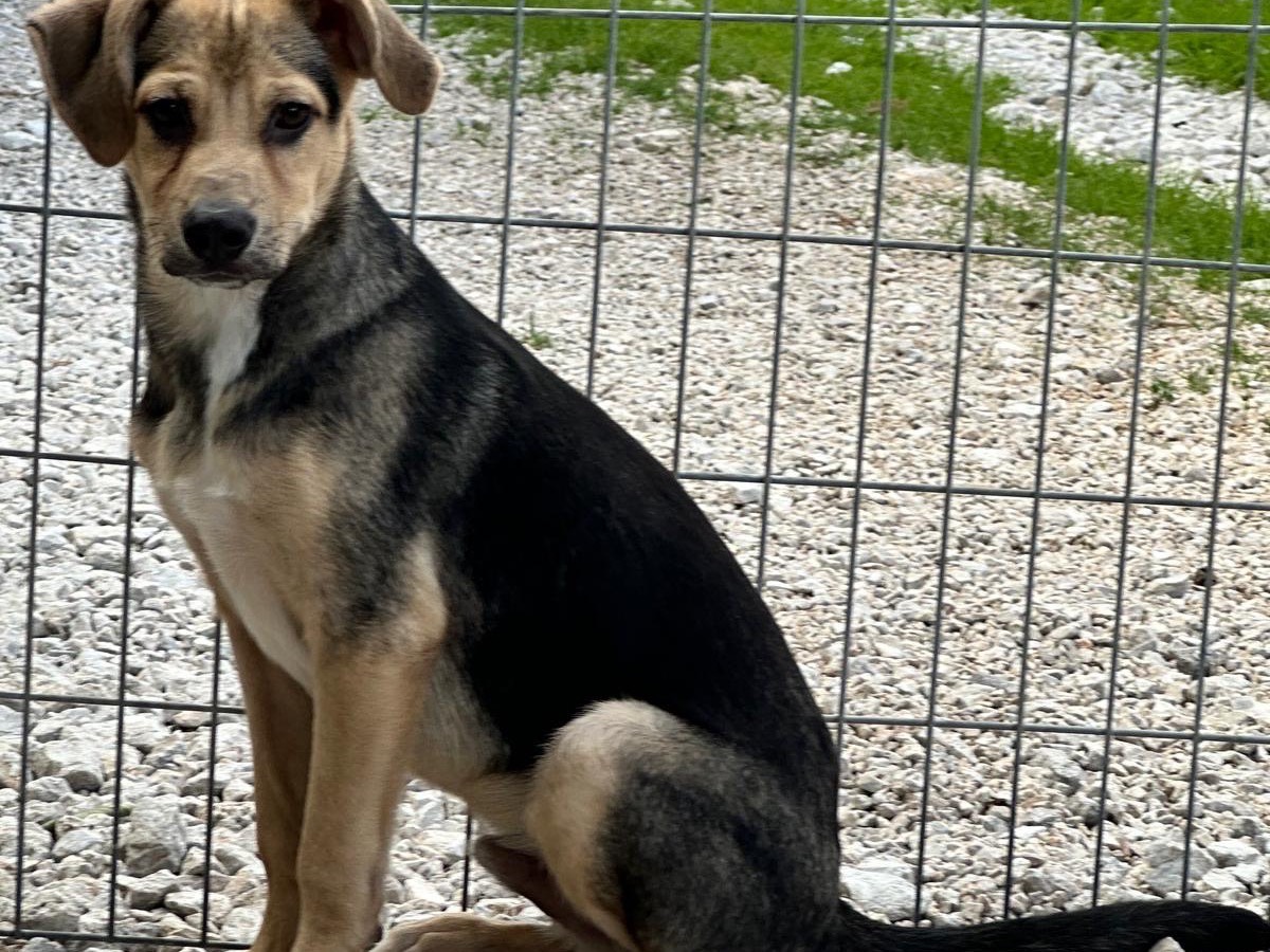 Adotta un cane, taglia media, maschio, Salerno
