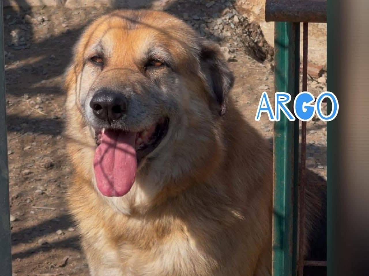 Adozione cane, maschio, Pastore tedesco Razza sconosciuta, 8 anni e 3 mesi, taglia gigante, Crotone