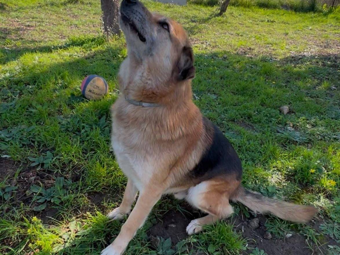 Adotta un cane, maschio, 8 anni e 3 mesi, Crotone
