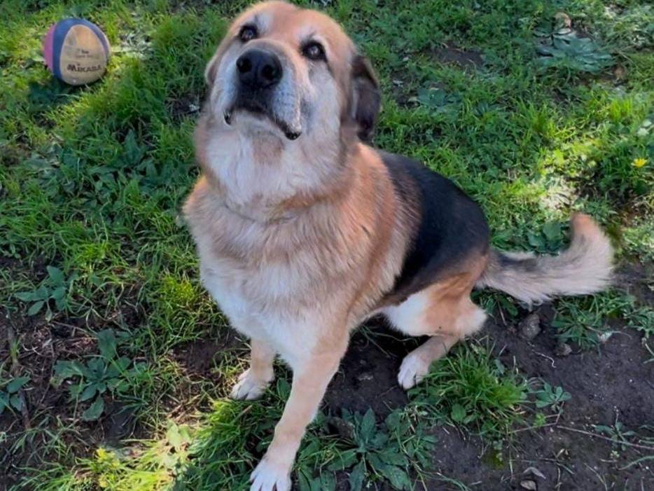Adotta un cane, taglia gigante, maschio, Crotone