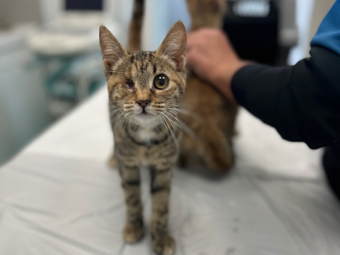 Adozione gatto, femmina, Razza sconosciuta Razza sconosciuta, 6 mesi, taglia non valida, Milano