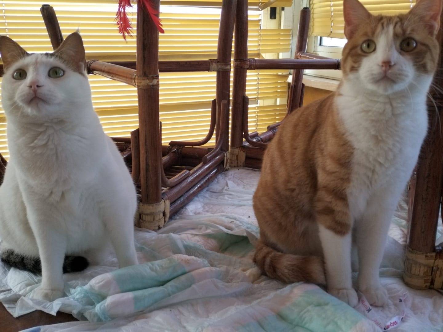 Adozione gatto, femmina, Razza sconosciuta Razza sconosciuta, 1 anno e 11 mesi, taglia non valida, Matera