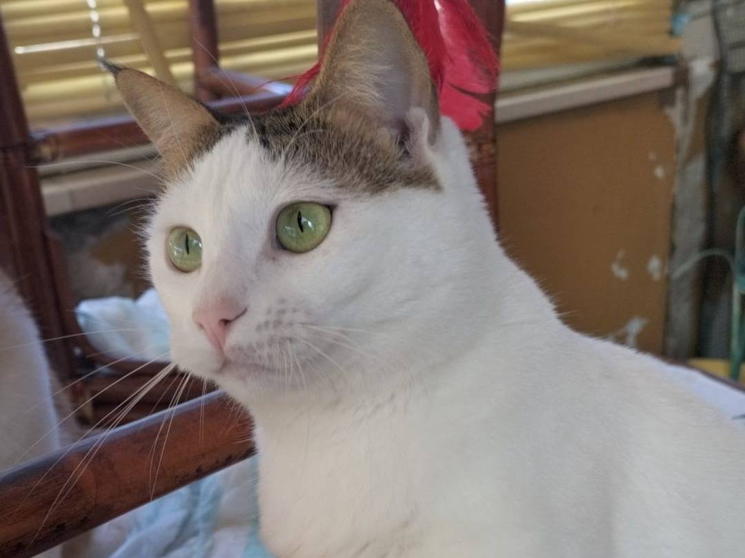 Adotta un gatto, femmina, 1 anno e 11 mesi, Matera