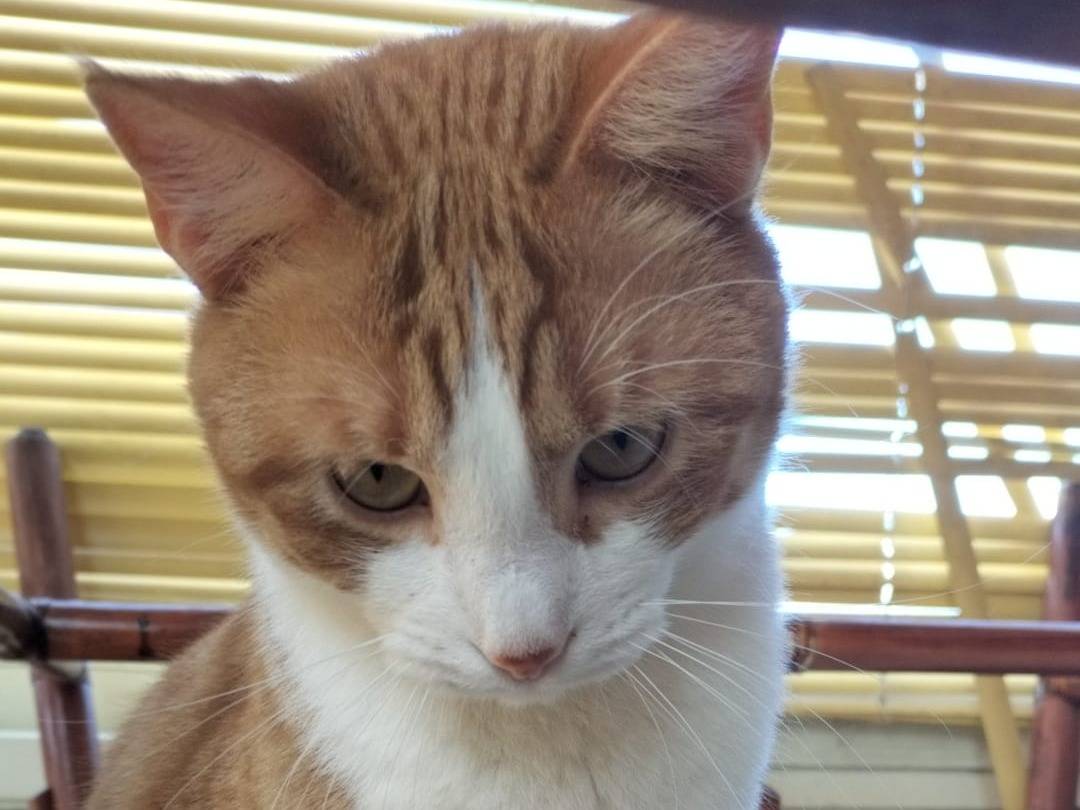 Vuoi adottare un gatto a Matera?