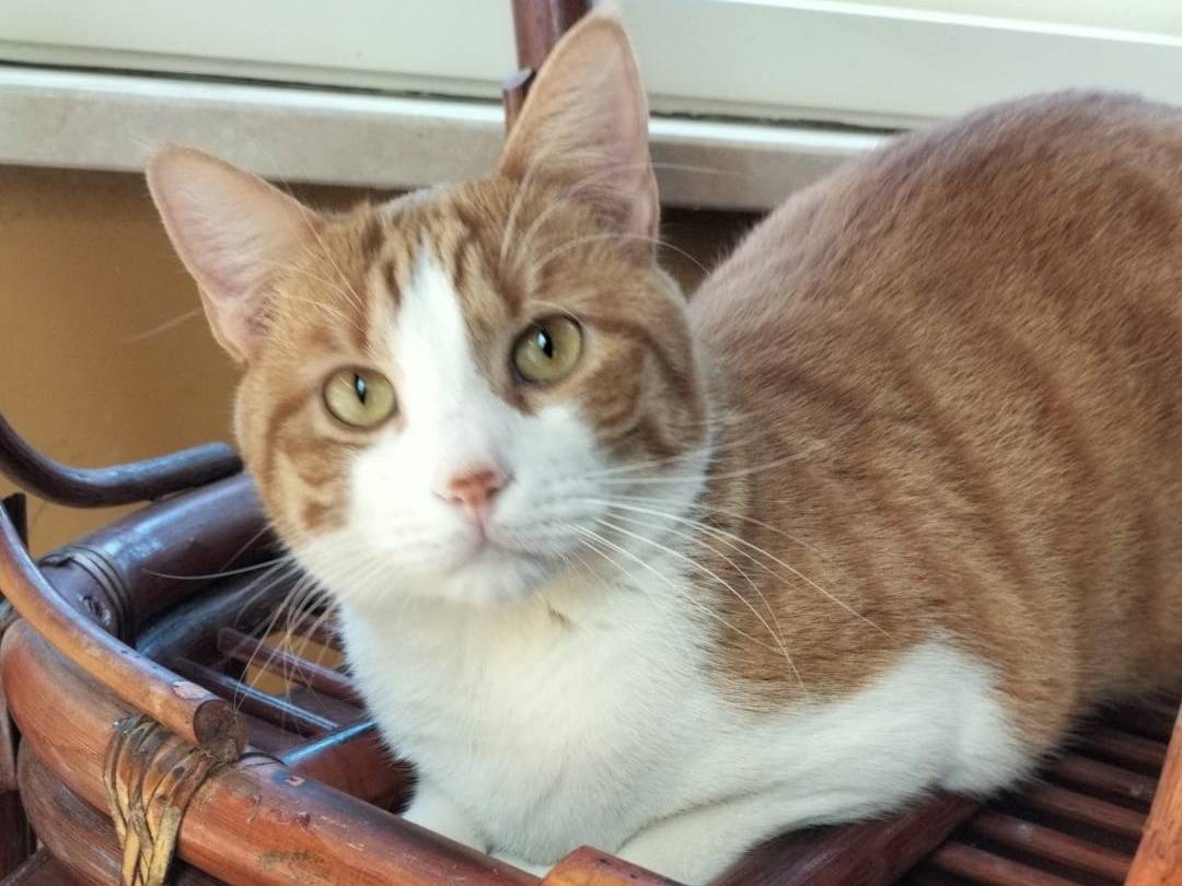 Adotta il gatto Gerfield e Greta  a Matera