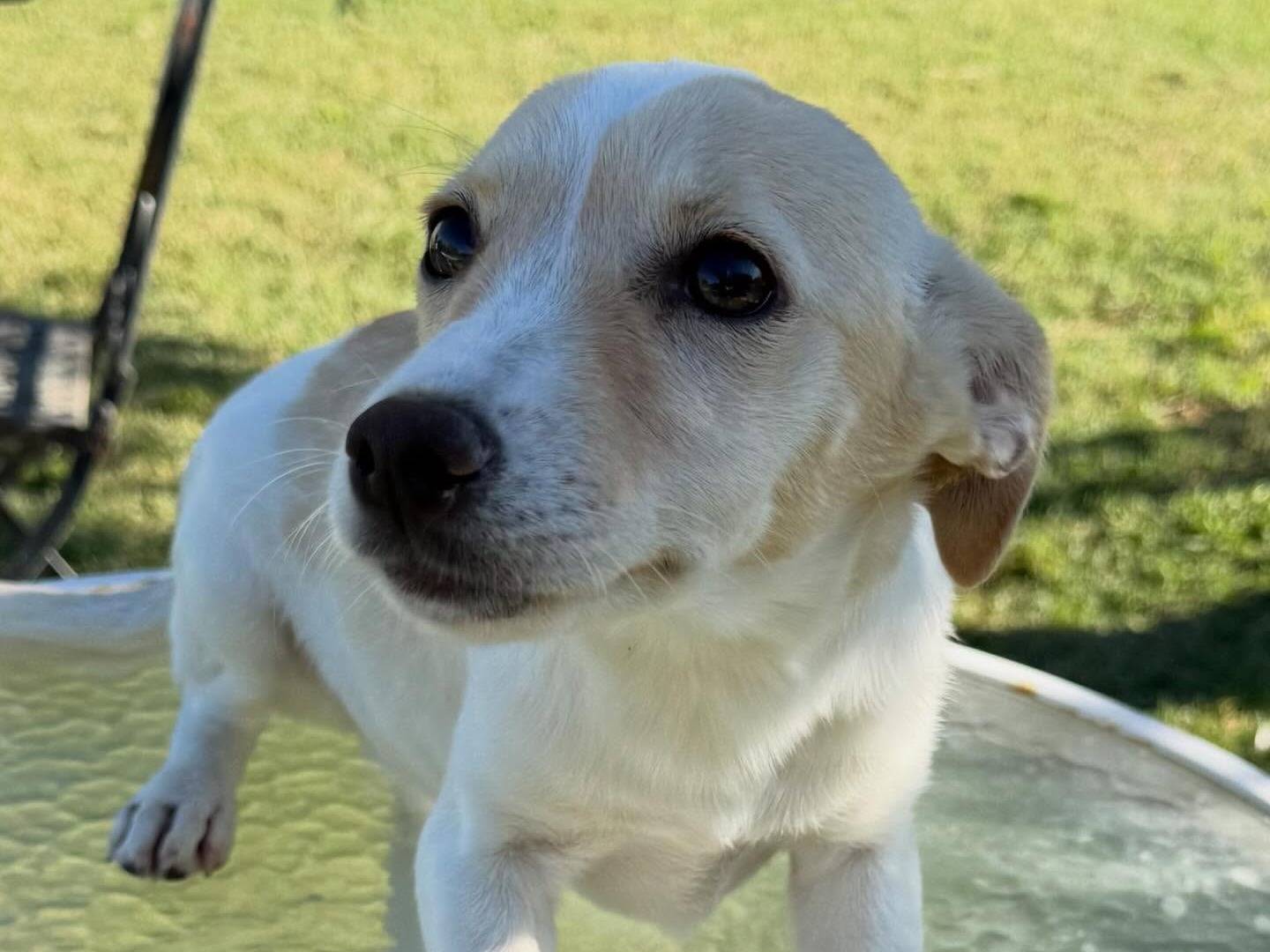 Adozione cane, femmina, Razza sconosciuta Razza sconosciuta, 5 mesi, taglia media contenuta, Matera