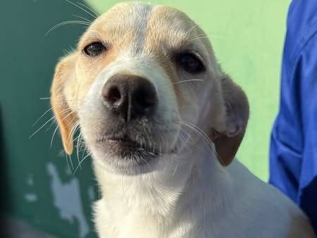Adotta un cane, femmina, 5 mesi, Matera