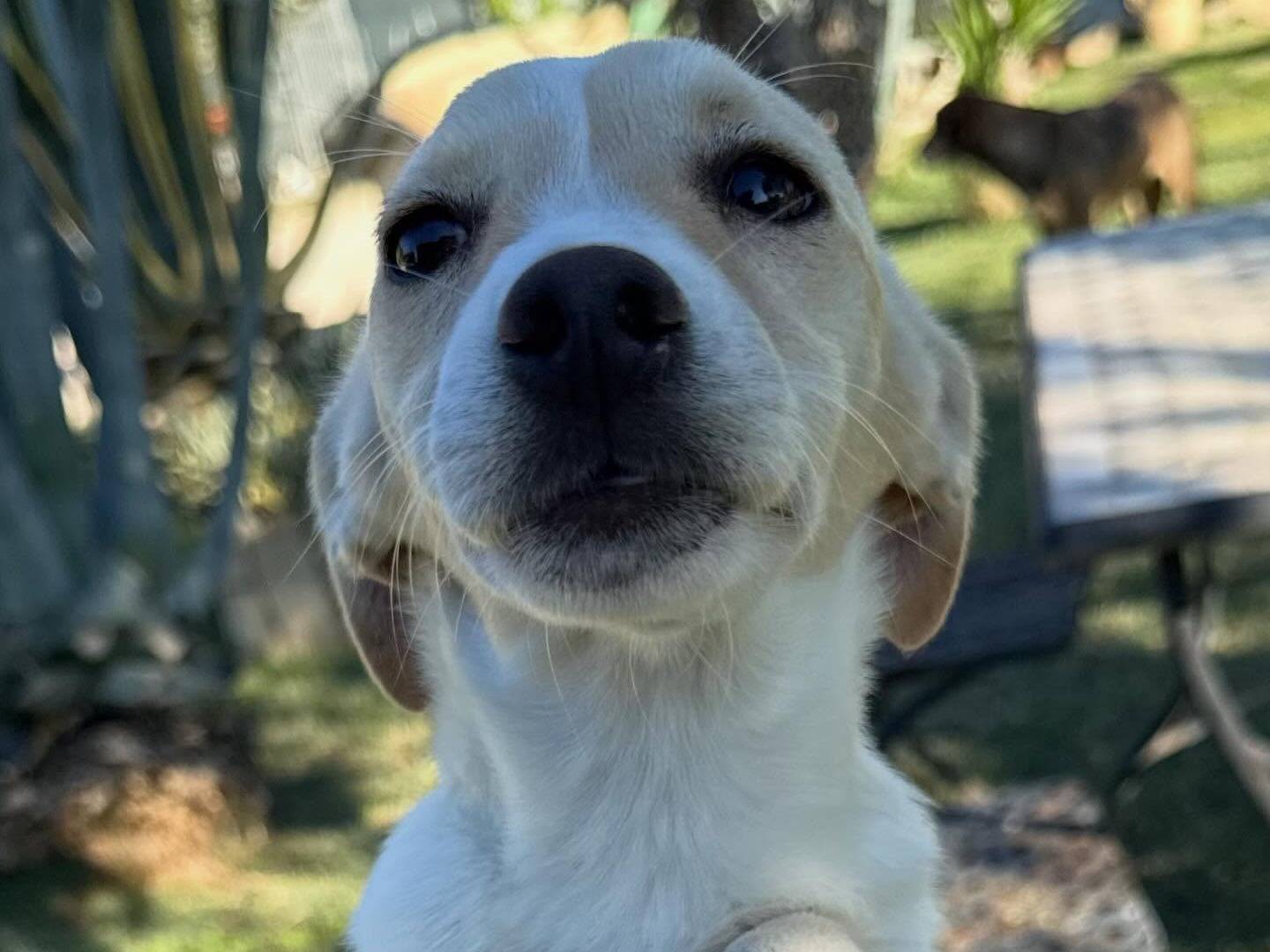 Adotta un cane, taglia media contenuta, femmina, Matera