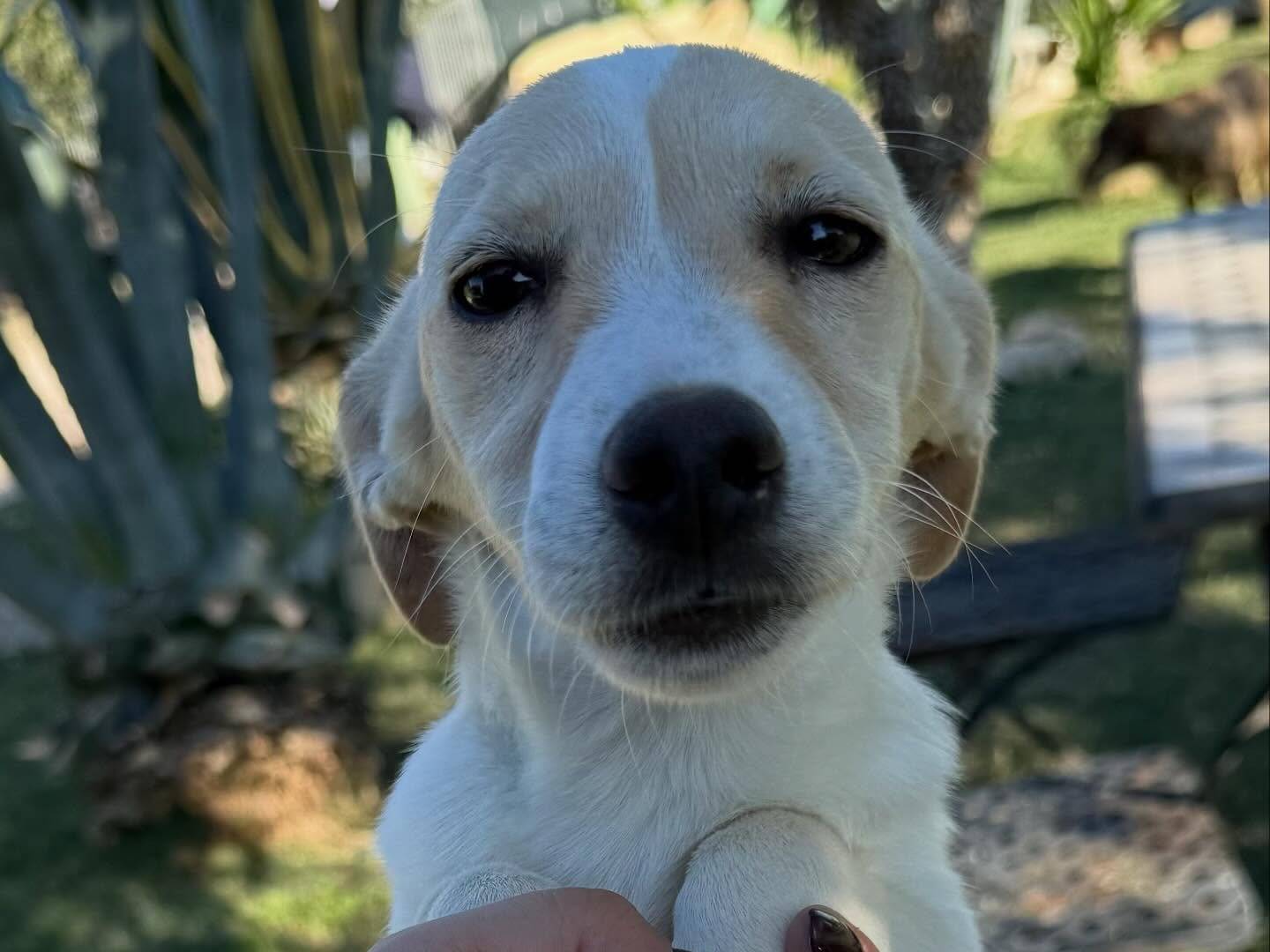 Vuoi adottare un cane a Matera?