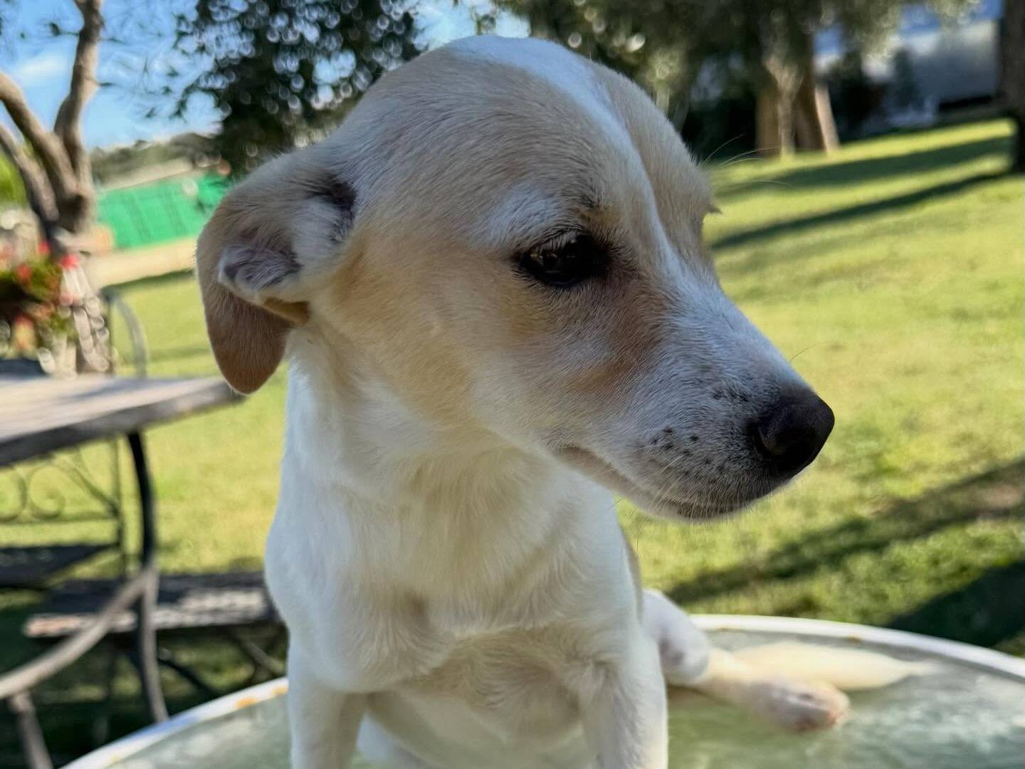 Adotta il cane Candy a Matera
