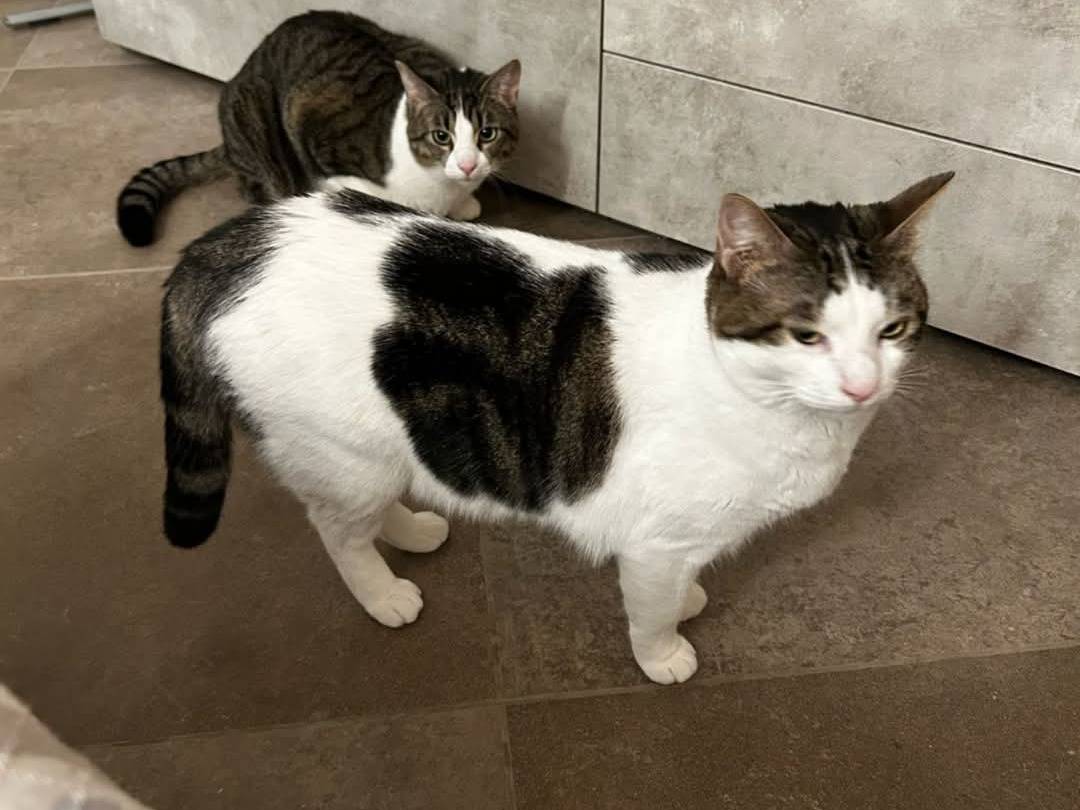 Adotta un gatto, femmina, 2 anni e 6 mesi, Parma