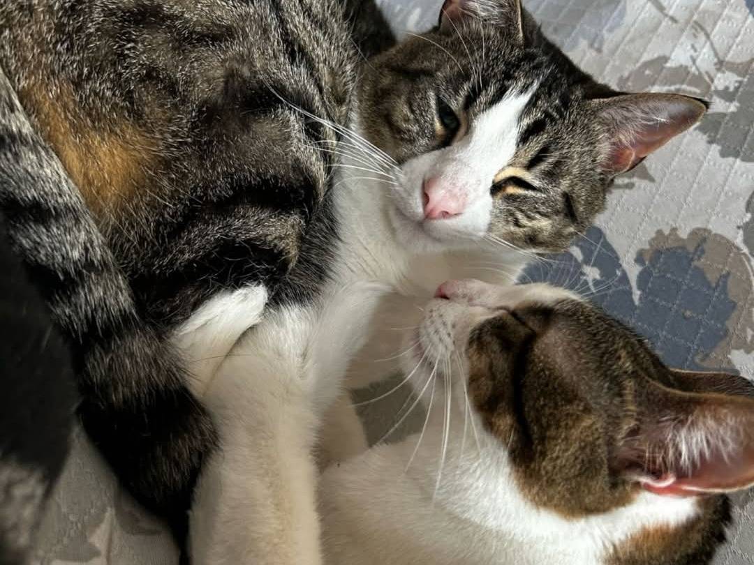 Adotta un gatto, taglia non valida, femmina, Parma