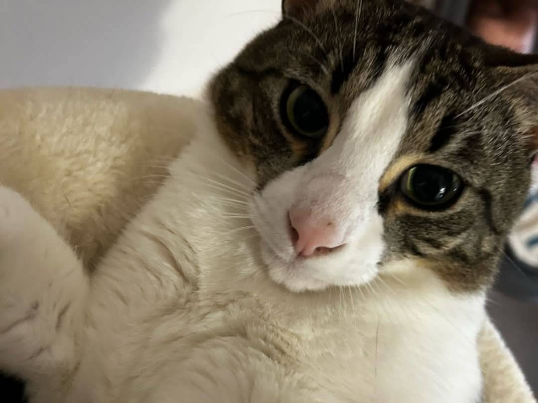 Adozione gatto, maschio, Razza sconosciuta Razza sconosciuta, 2 anni e 6 mesi, taglia non valida, Parma