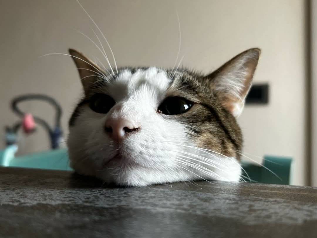 Adotta un gatto, maschio, 2 anni e 6 mesi, Parma