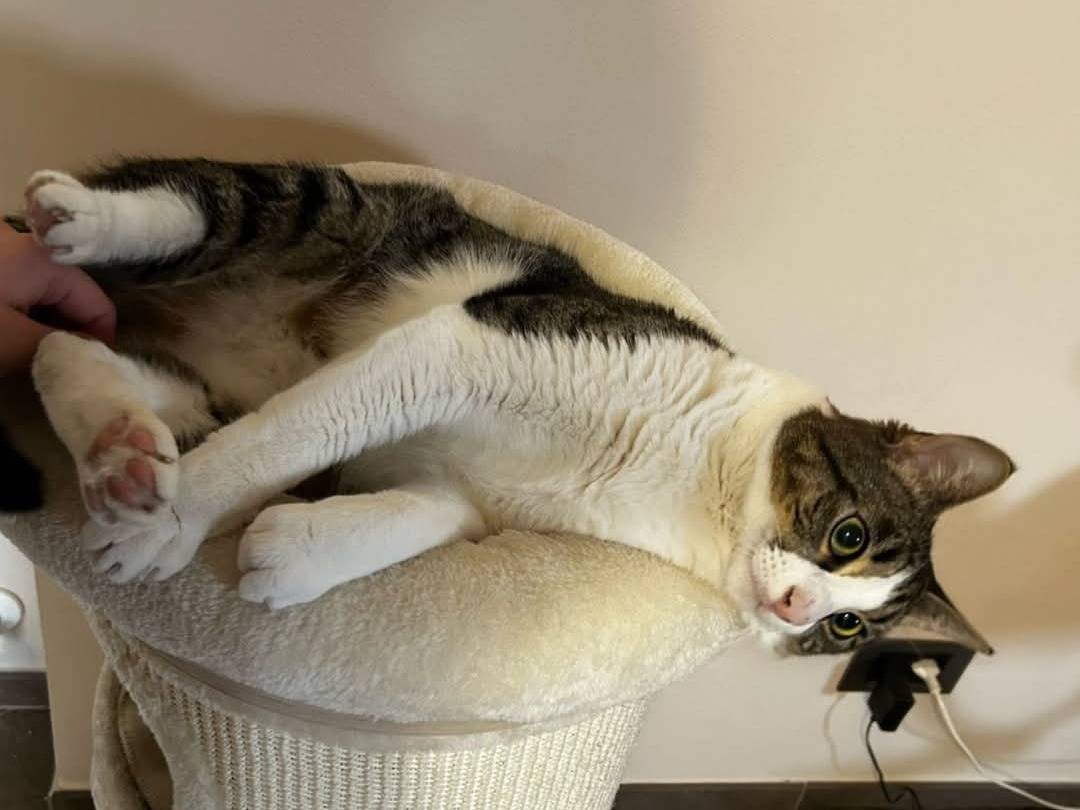 Adotta un gatto, taglia non valida, maschio, Parma