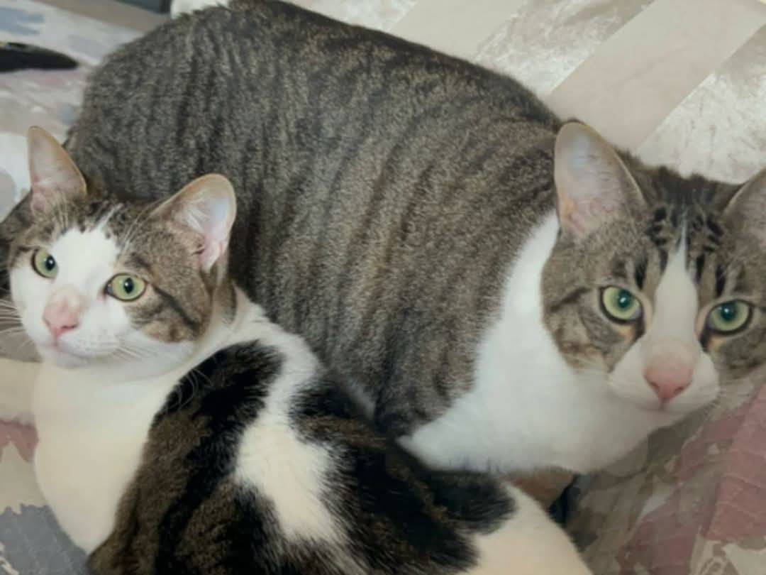 Vuoi adottare un gatto a Parma?