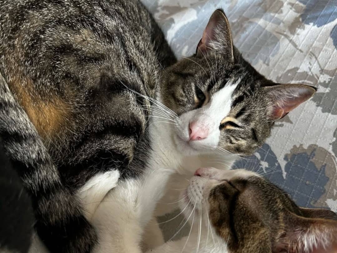 Adotta il gatto ANDREA e Bianca a Parma