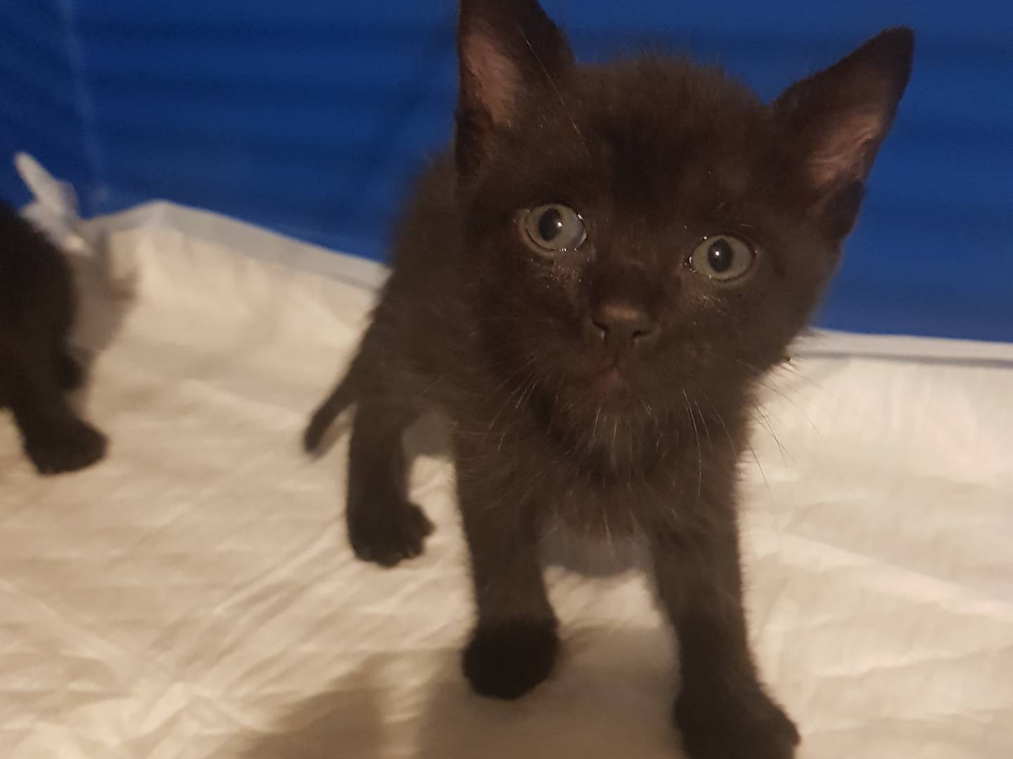 Adozione gatto, maschio, Razza sconosciuta Razza sconosciuta, 3 mesi, taglia non valida, Parma