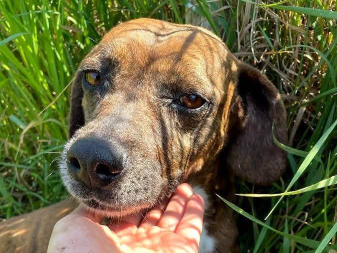 Adozione cane, femmina, Razza sconosciuta Razza sconosciuta, 6 anni e 9 mesi, taglia media contenuta, Latina