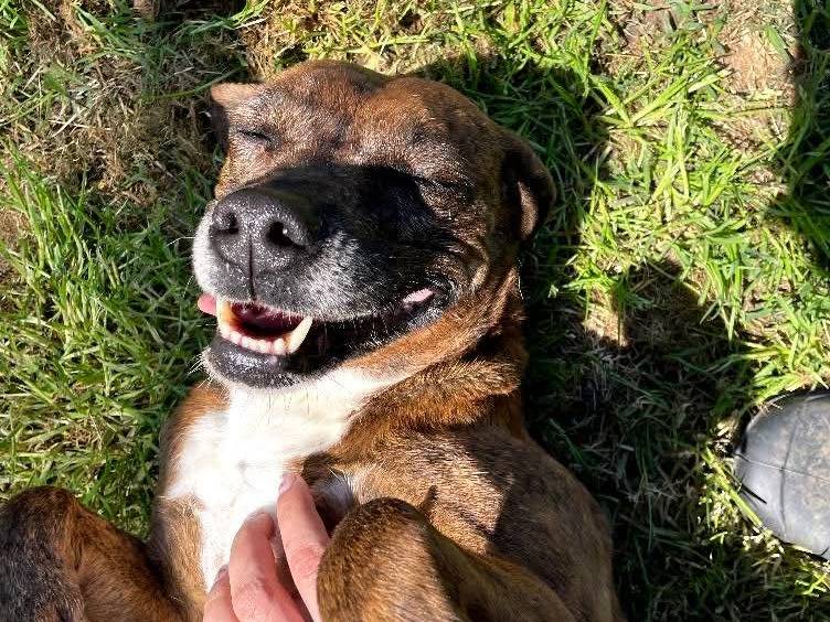 Adotta un cane, femmina, 6 anni e 9 mesi, Latina