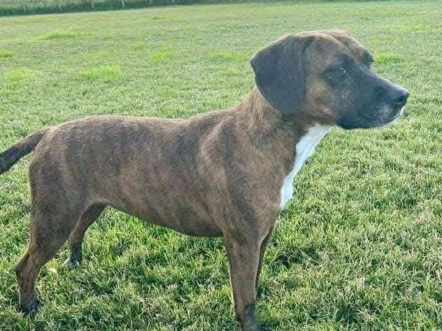 Adotta un cane, taglia media contenuta, femmina, Latina
