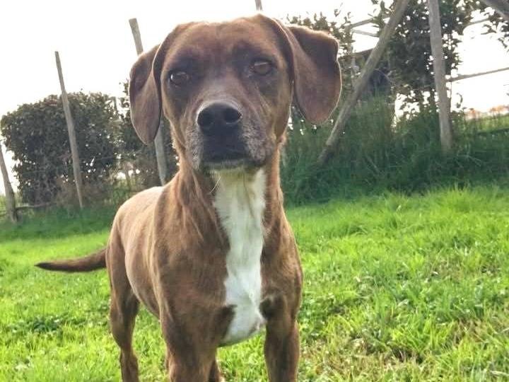 Adotta il cane Tellina a Latina