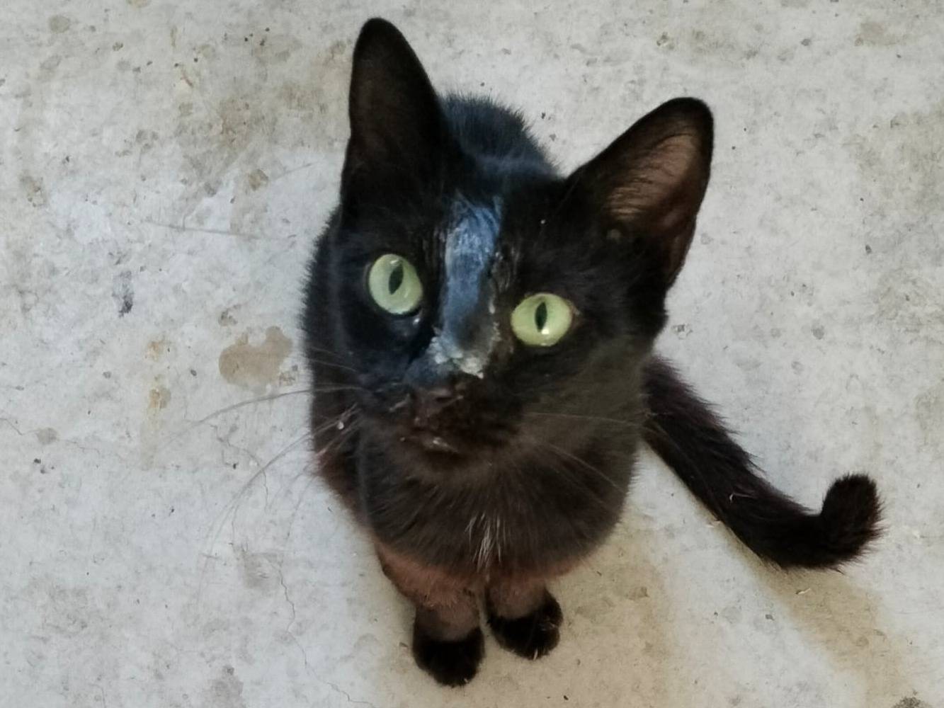 Adozione gatto, femmina, Razza sconosciuta Razza sconosciuta, 1 anno e 3 mesi, taglia non valida, Torino