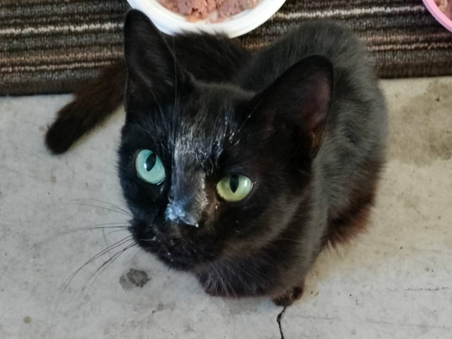 Adotta un gatto, femmina, 1 anno e 3 mesi, Torino