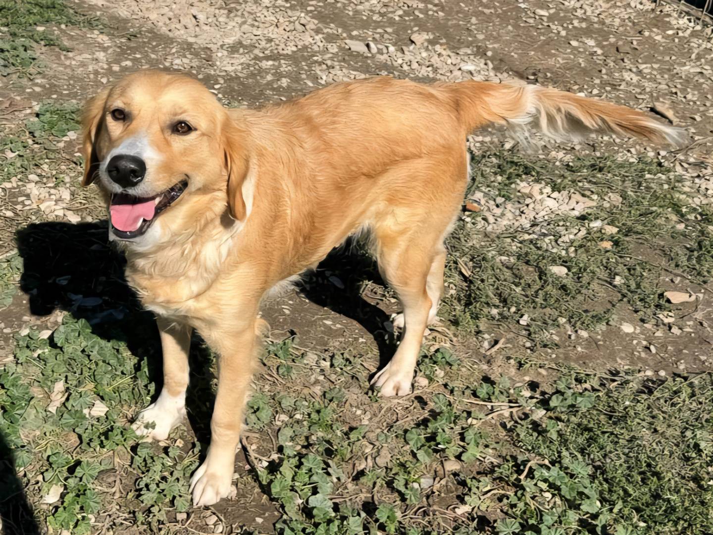 Adozione cane, femmina, Razza sconosciuta Razza sconosciuta, 1 anno e 2 mesi, taglia media, Teramo